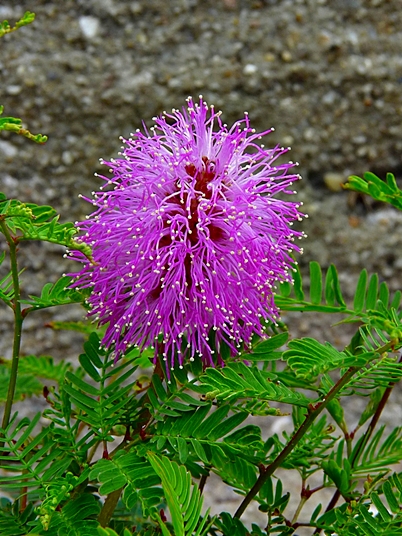 {Mimosa strigillosa}